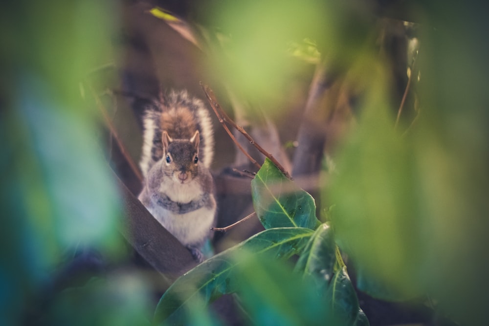 Graues Eichhörnchen umgeben von Blättern