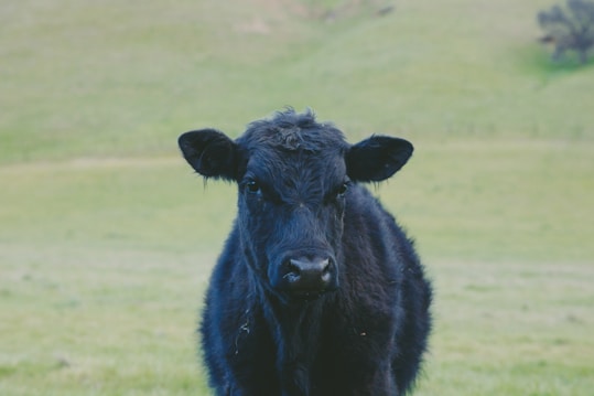 A black cow stands in a lush green field, looking directly at the camera. The background is a gently sloping landscape with varying shades of green, indicating hills or pastures. The focus is on the cow, with its slightly shaggy coat and large ears prominently visible.