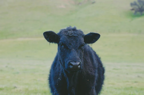 A black cow stands in a lush green field, looking directly at the camera. The background is a gently sloping landscape with varying shades of green, indicating hills or pastures. The focus is on the cow, with its slightly shaggy coat and large ears prominently visible.