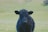 A black cow stands in a lush green field, looking directly at the camera. The background is a gently sloping landscape with varying shades of green, indicating hills or pastures. The focus is on the cow, with its slightly shaggy coat and large ears prominently visible.