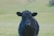 A black cow stands in a lush green field, looking directly at the camera. The background is a gently sloping landscape with varying shades of green, indicating hills or pastures. The focus is on the cow, with its slightly shaggy coat and large ears prominently visible.