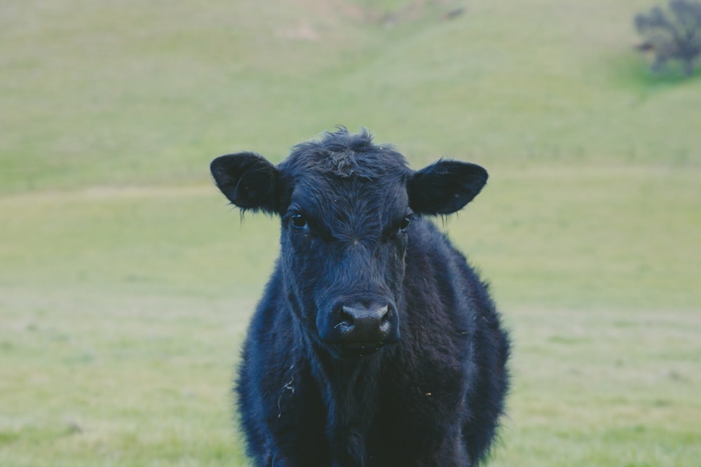 Foto de primer plano del ternero de la vaca negra