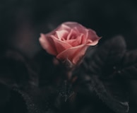 pink rose flower in selective photography