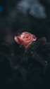 pink rose flower in selective photography
