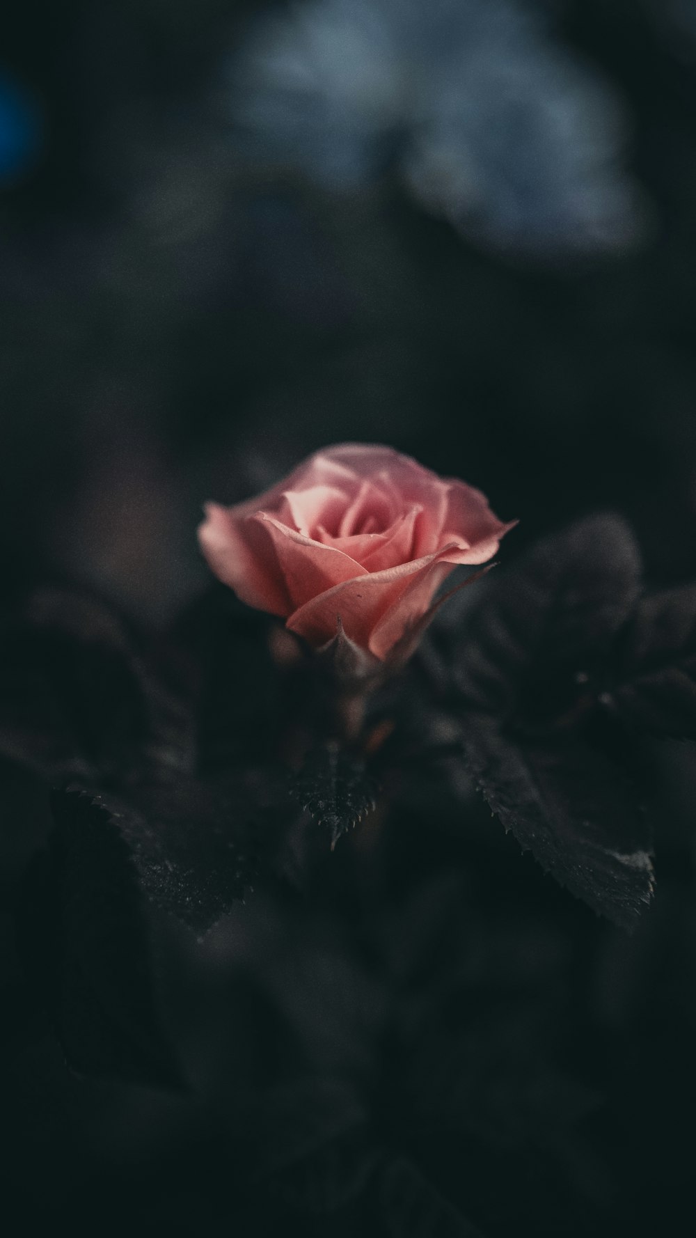 Rosa Rosenblüte in der selektiven Fotografie