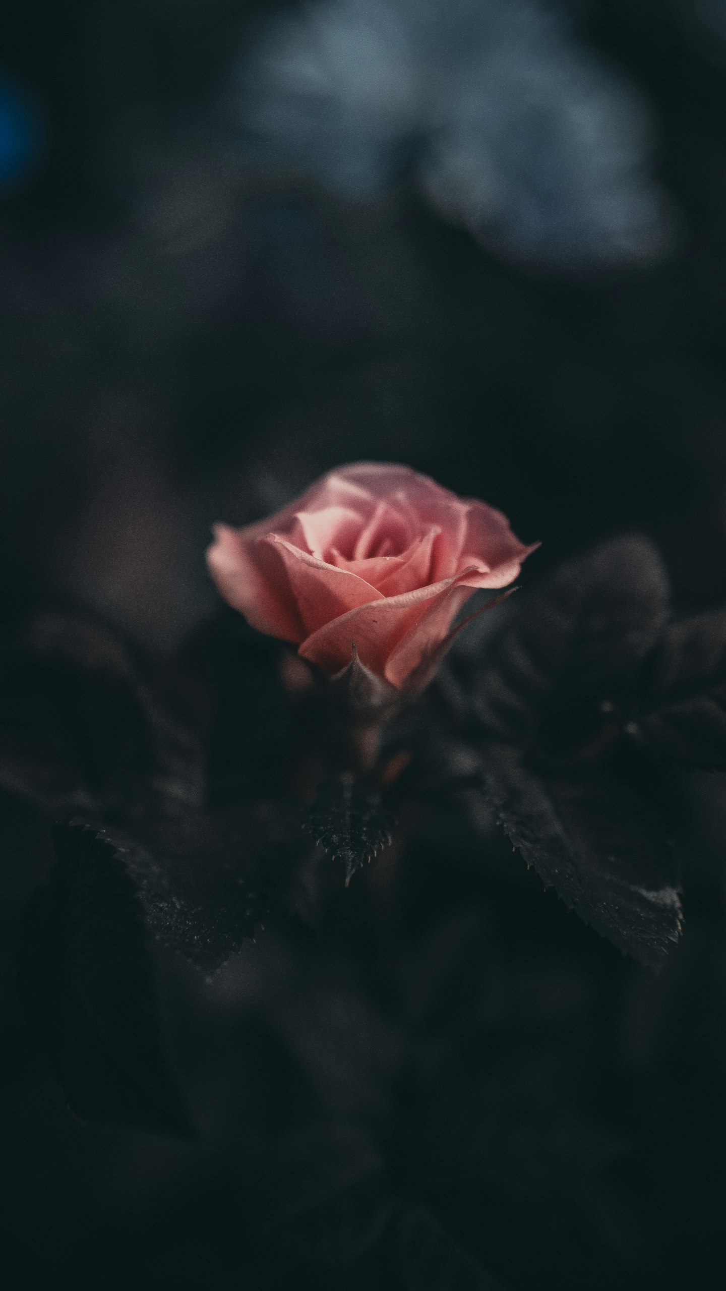 Nikon D750 + Sigma 24-70mm F2.8 EX DG HSM sample photo. Pink rose flower in photography