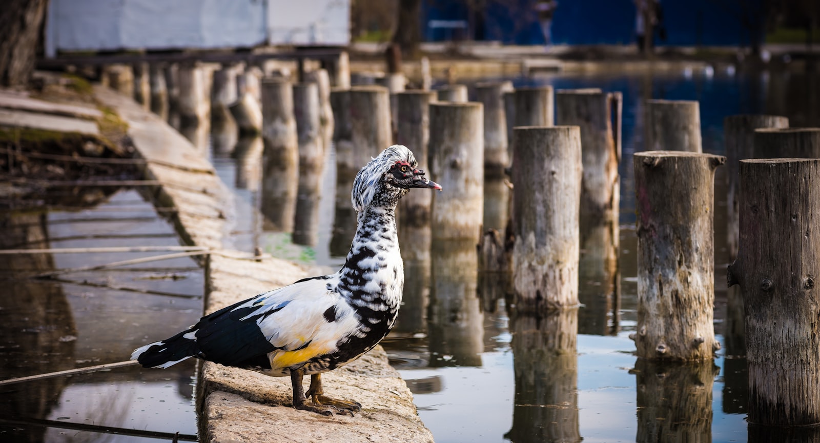 Nikon D810 + Nikon AF-S Micro-Nikkor 105mm F2.8G IF-ED VR sample photo. Brown duck on concrete photography