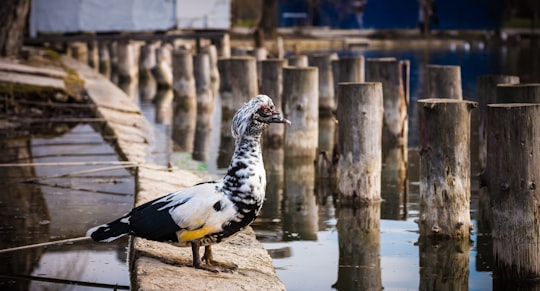 brown duck on concrete dock in Tineretului Romania