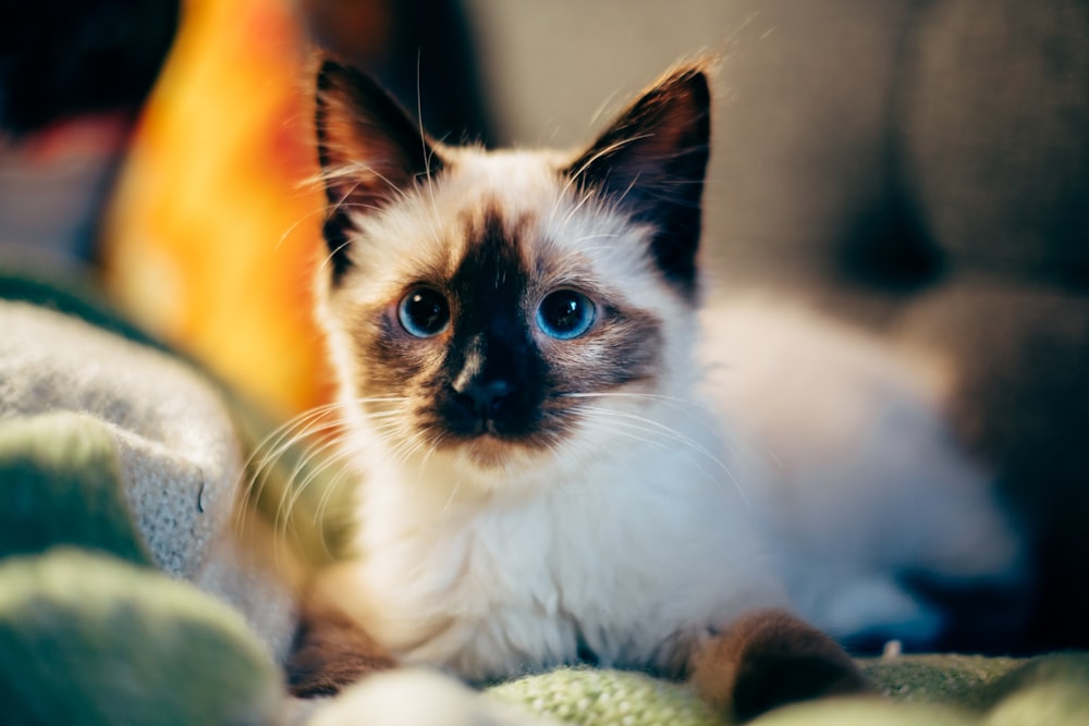 short-fur white and black cat on green textile