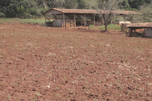 A plowed field with young green plants starting to sprout across the soil. In the background, there is a wooden barn structure with a sloped roof, set amid sparse trees and vegetation.