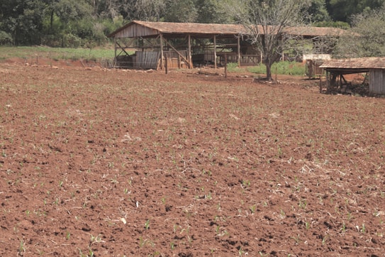 A plowed field with young green plants starting to sprout across the soil. In the background, there is a wooden barn structure with a sloped roof, set amid sparse trees and vegetation.
