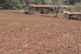 A plowed field with young green plants starting to sprout across the soil. In the background, there is a wooden barn structure with a sloped roof, set amid sparse trees and vegetation.