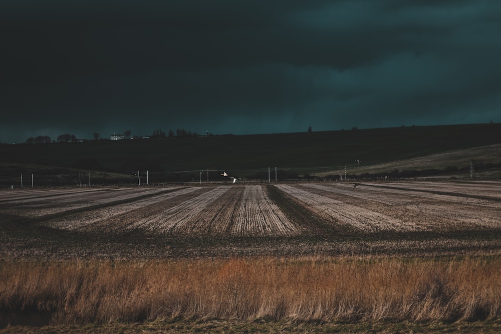 photo of brown grass field