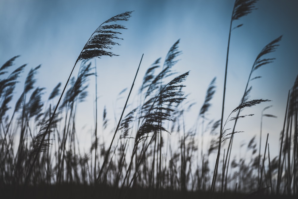 selective photo of plants