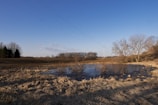 A rural landscape featuring a small pond surrounded by dry grass and scattered leafless trees. The sky is clear and blue, with power lines stretching across the scene. The light is warm, indicating late afternoon or early morning.