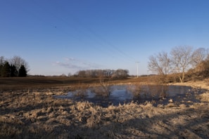 A rural landscape featuring a small pond surrounded by dry grass and scattered leafless trees. The sky is clear and blue, with power lines stretching across the scene. The light is warm, indicating late afternoon or early morning.