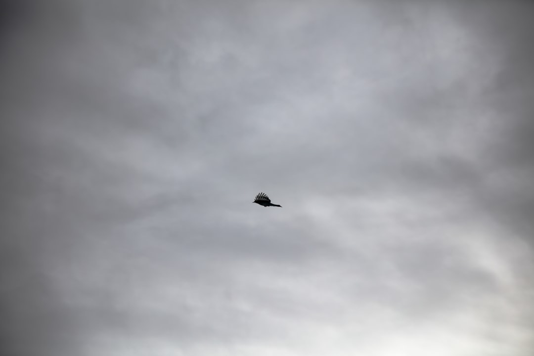 black bird flying under gray clouds