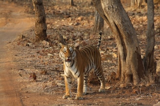 A tiger stands alert on a dry, rocky forest path. The surroundings are filled with leafless trees and scattered dry leaves, indicating a dry season. The tiger's fur is orange with black stripes, blending well with the earthy tones of the environment.