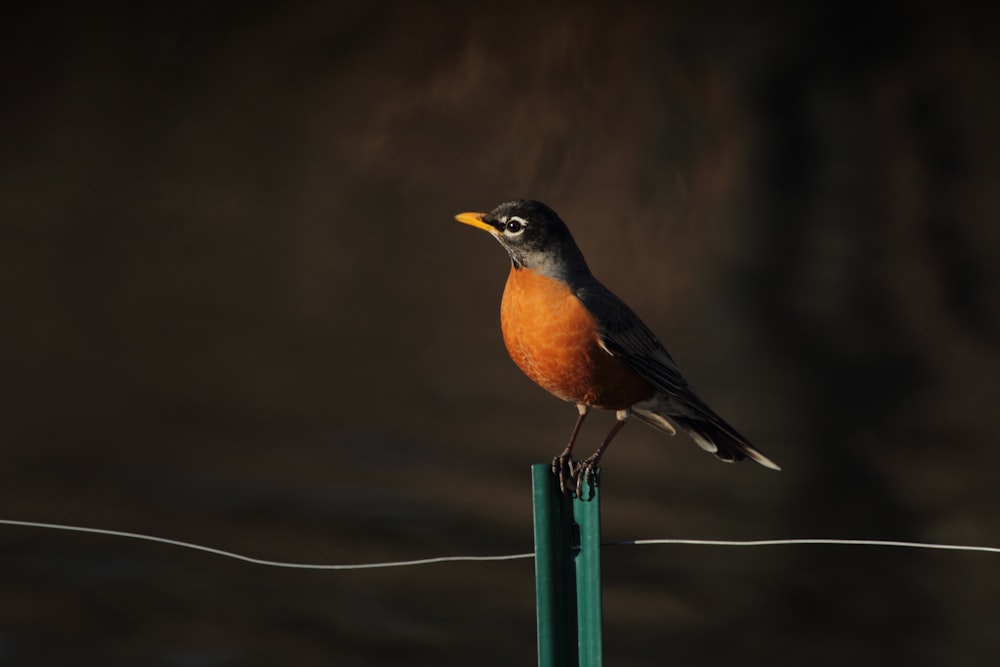 focus photography of brown and black bird