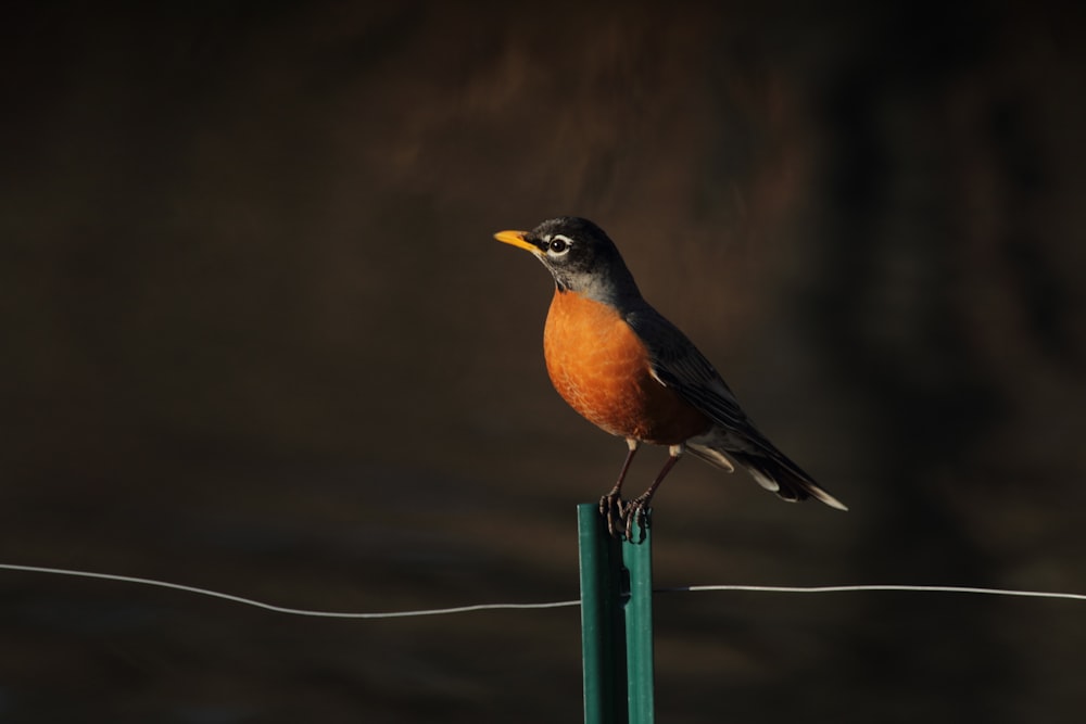 茶色と黒の鳥の焦点写真