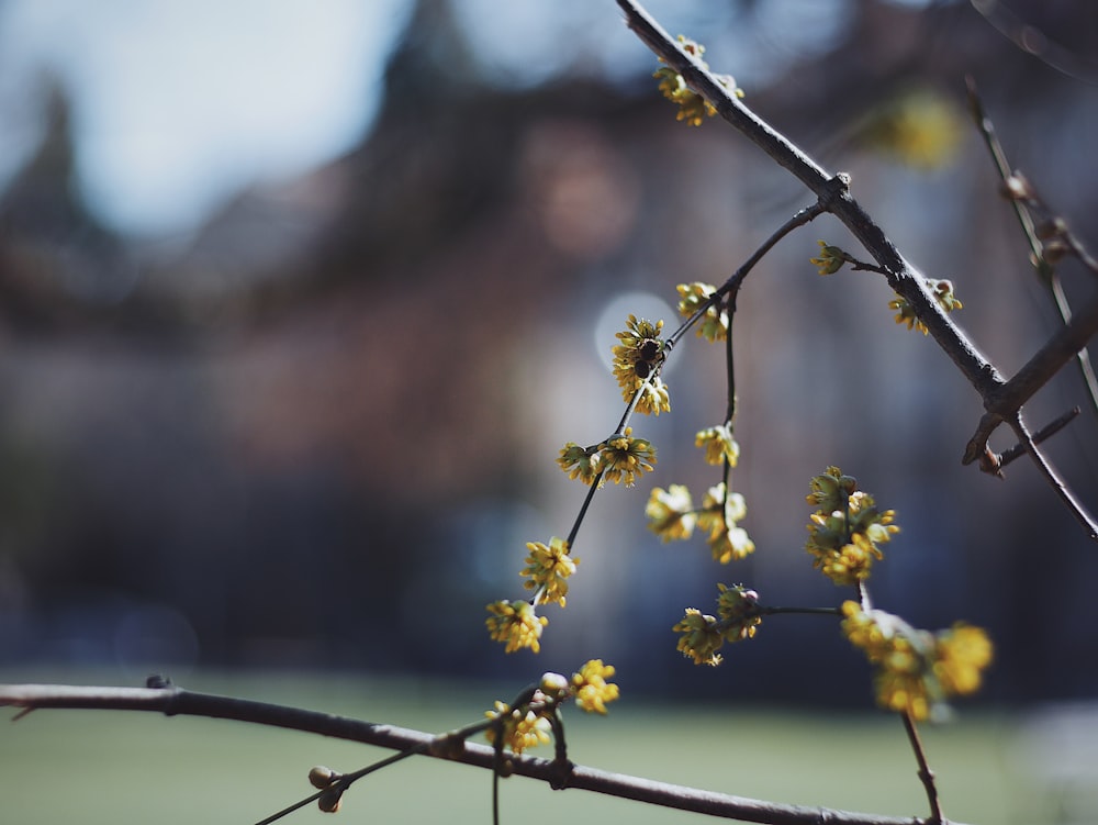 yellow flowers on brown tree branch