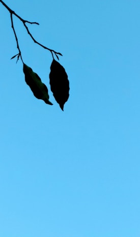 A minimalist image featuring two silhouetted leaves hanging from a thin branch against a clear blue sky.