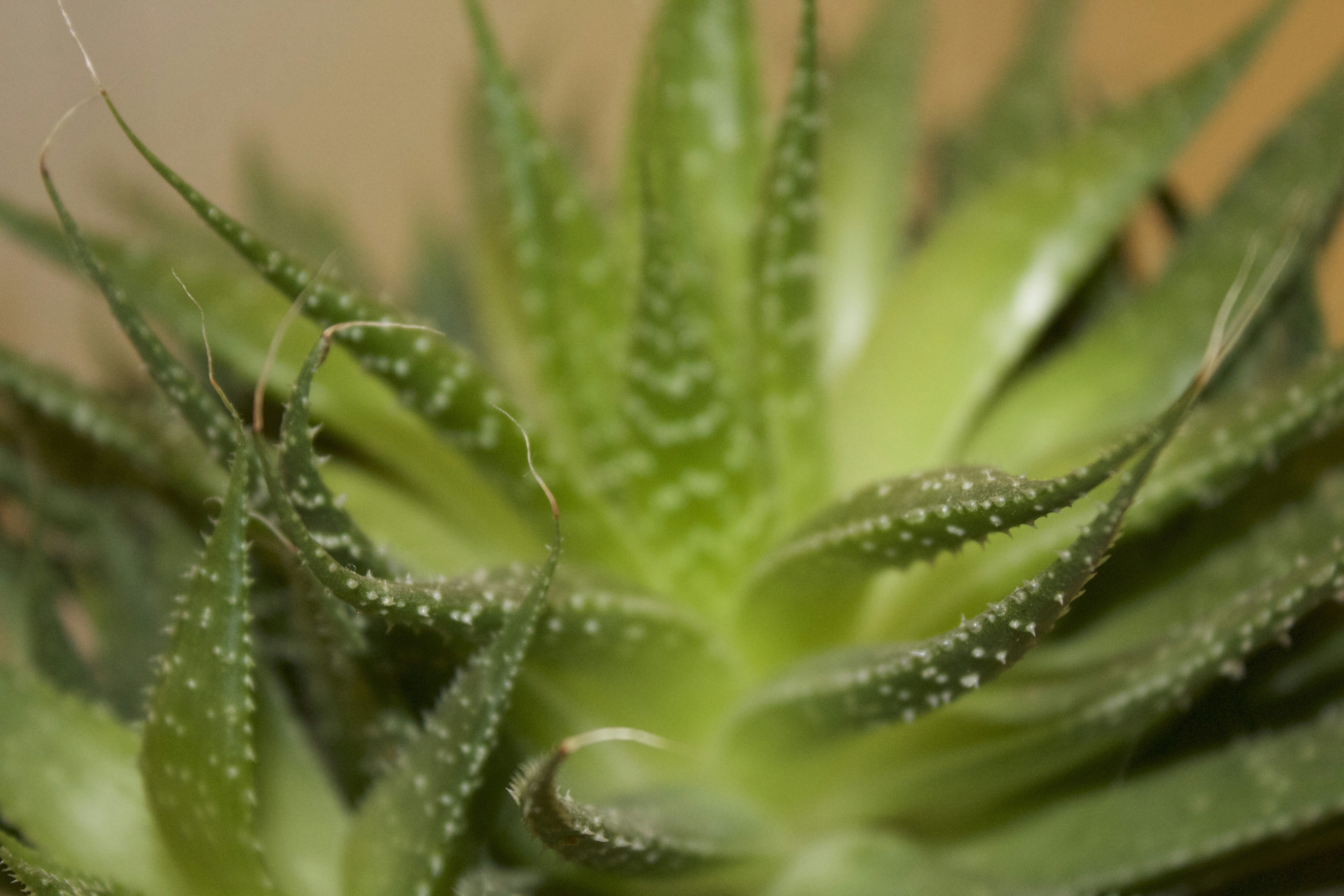 Free Unsplash photo from Ángel M De Miguel