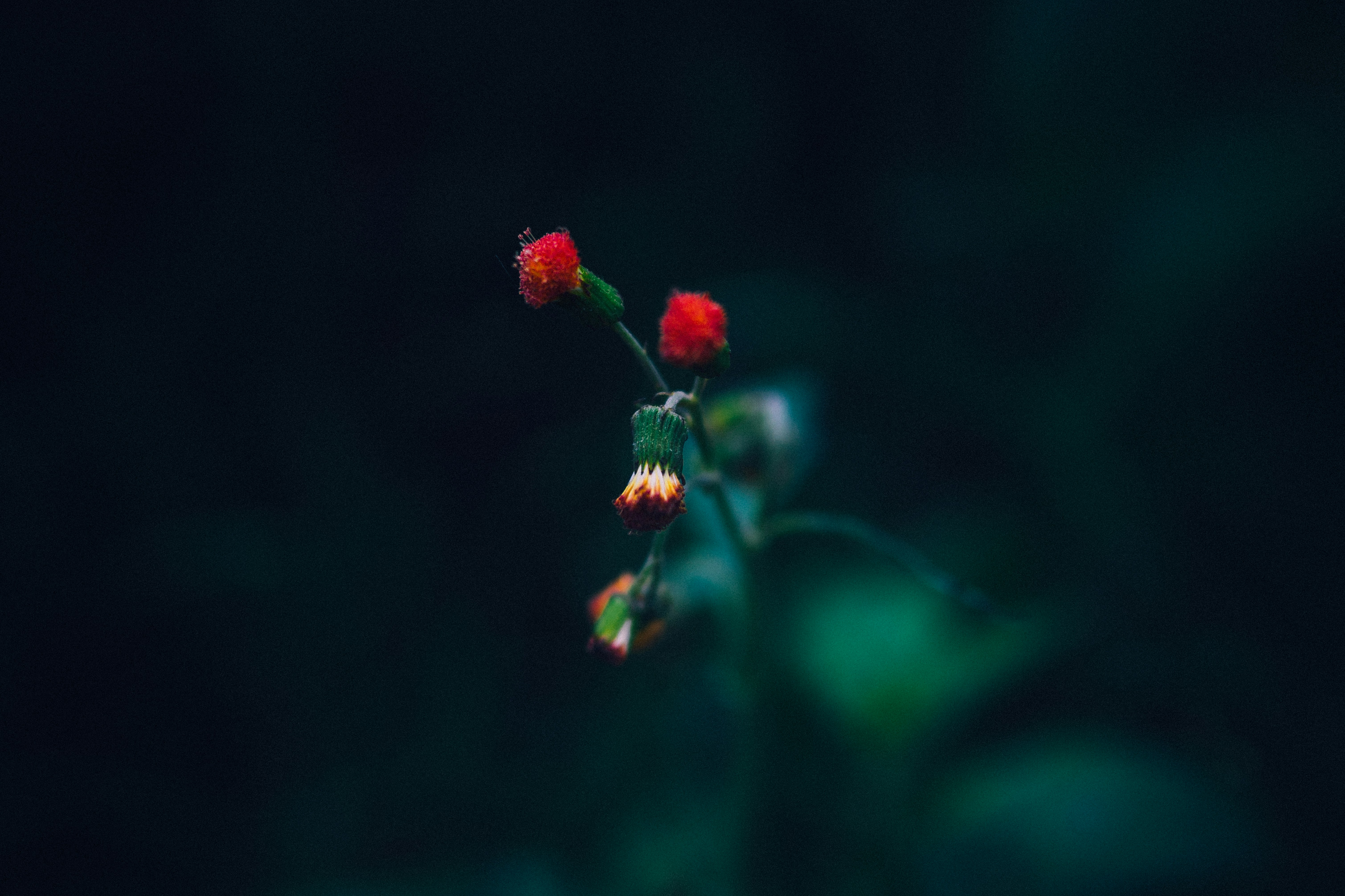 Free Unsplash photo from Alice Young