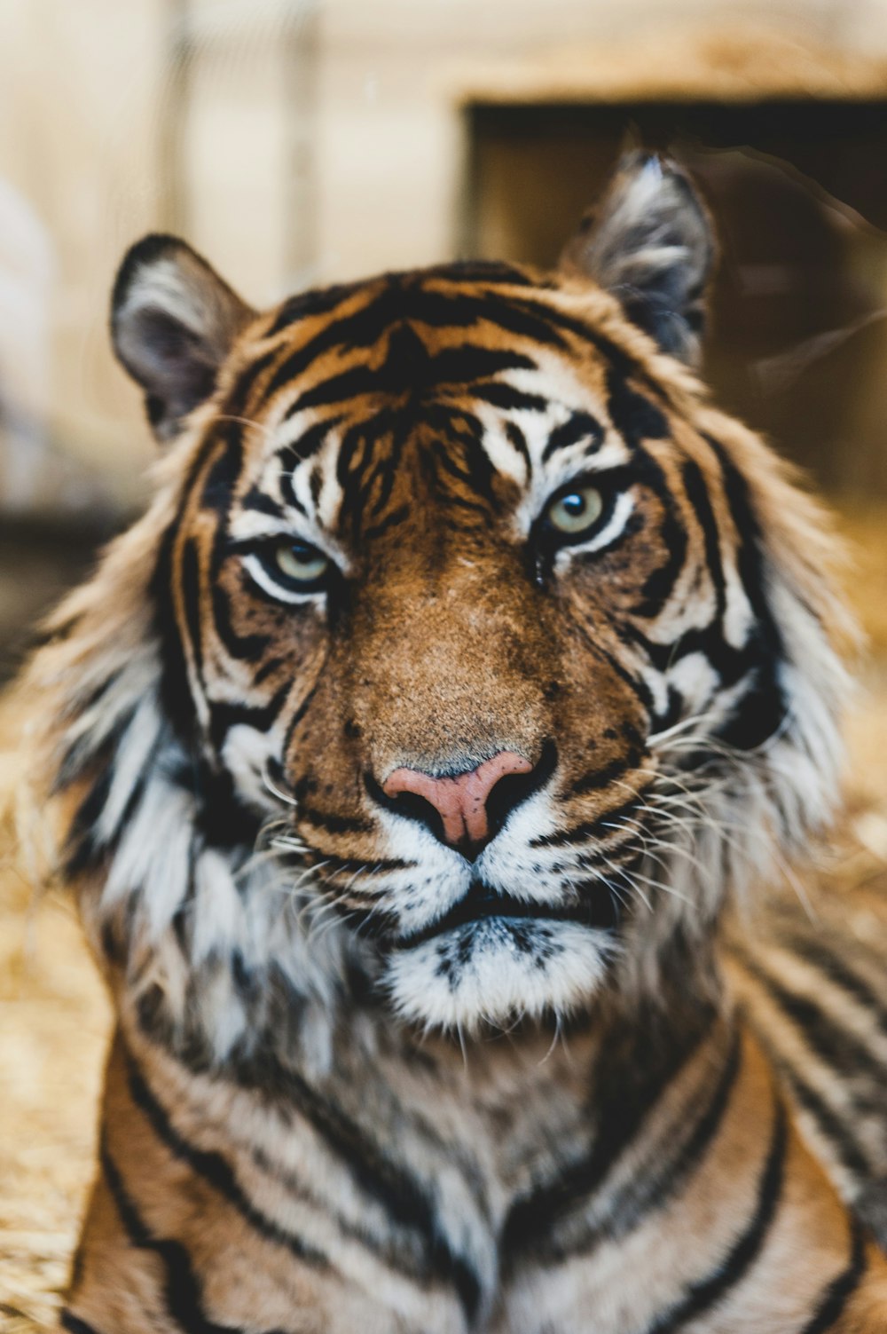 foto do rosto do tigre