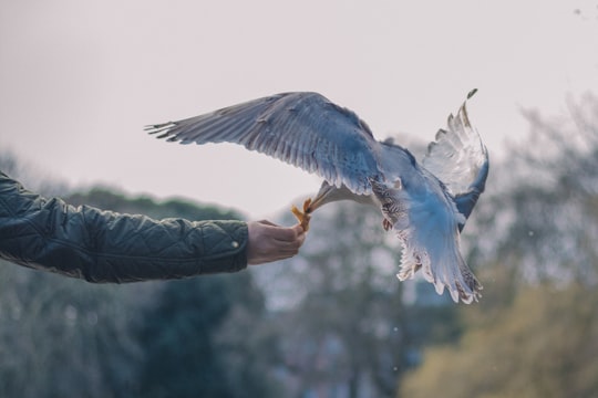 bird perching on person's hand in St Stephen's Green Ireland