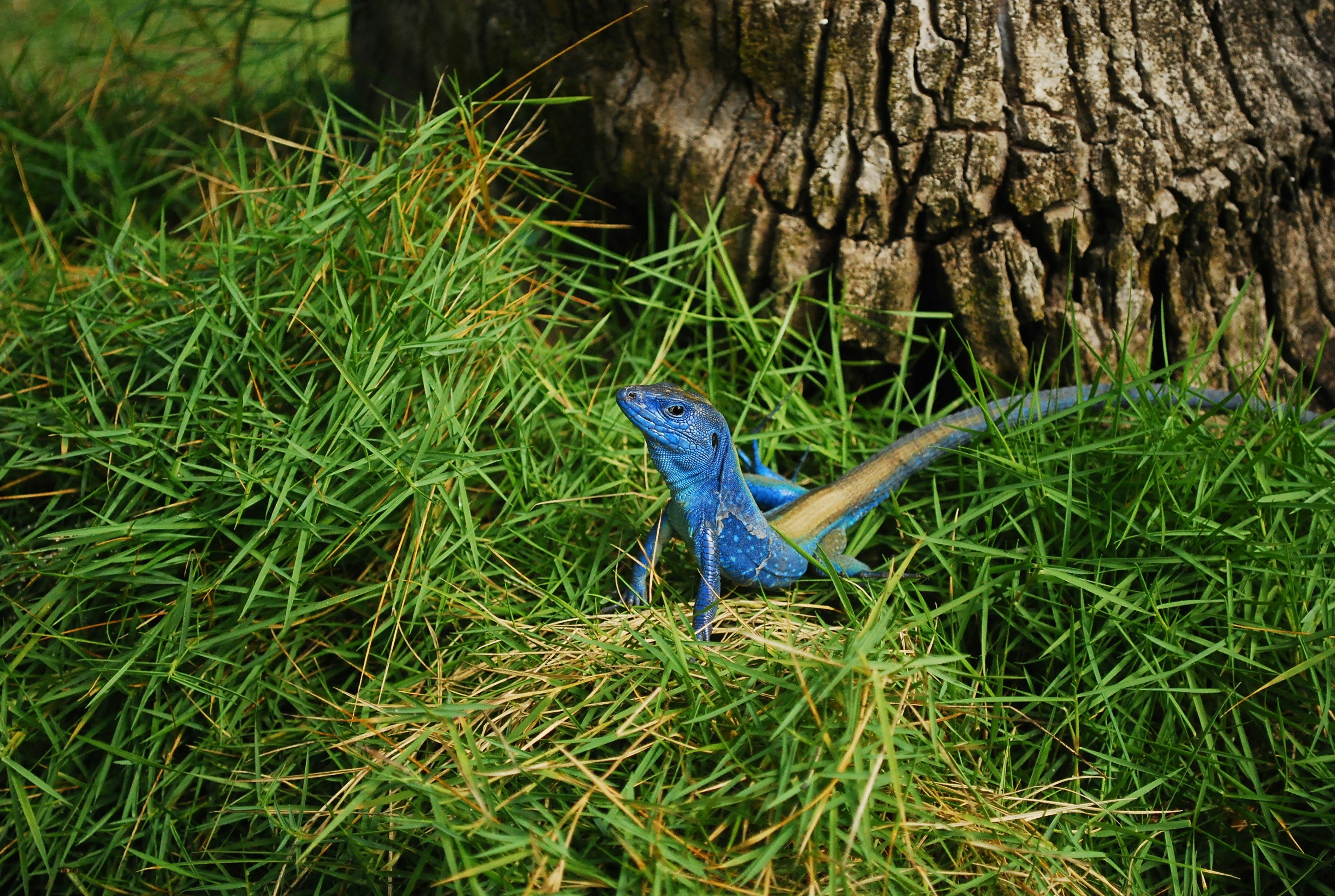 Free Unsplash photo from Araceli Cruz