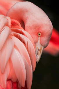 close up photography of a pink bird