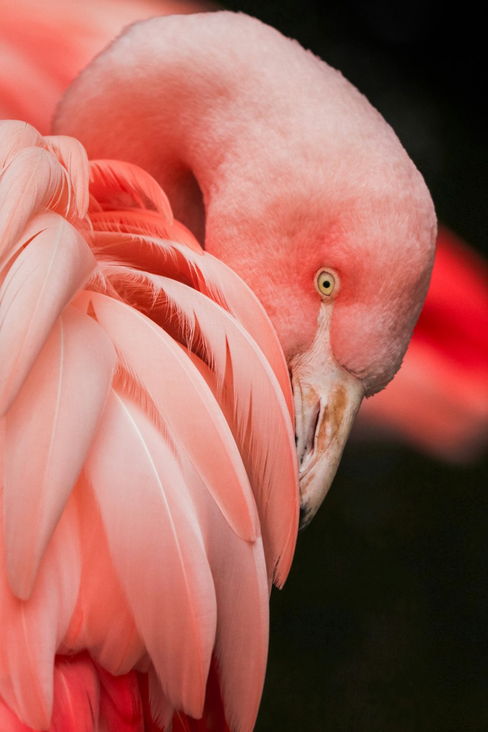 분홍색 새의 클로즈업 사진
