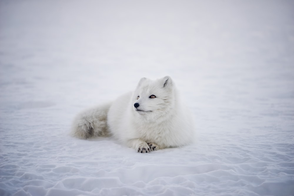 Kurzhaariger weißer Wolf, der auf weißem Untergrund liegt