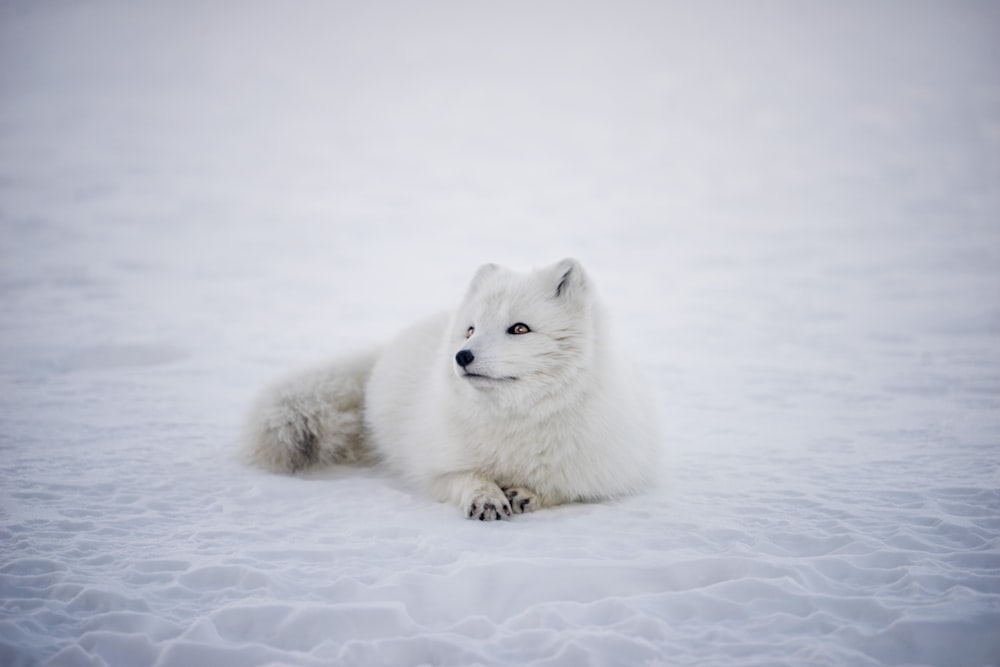 short-coated white wolf laying on white surface