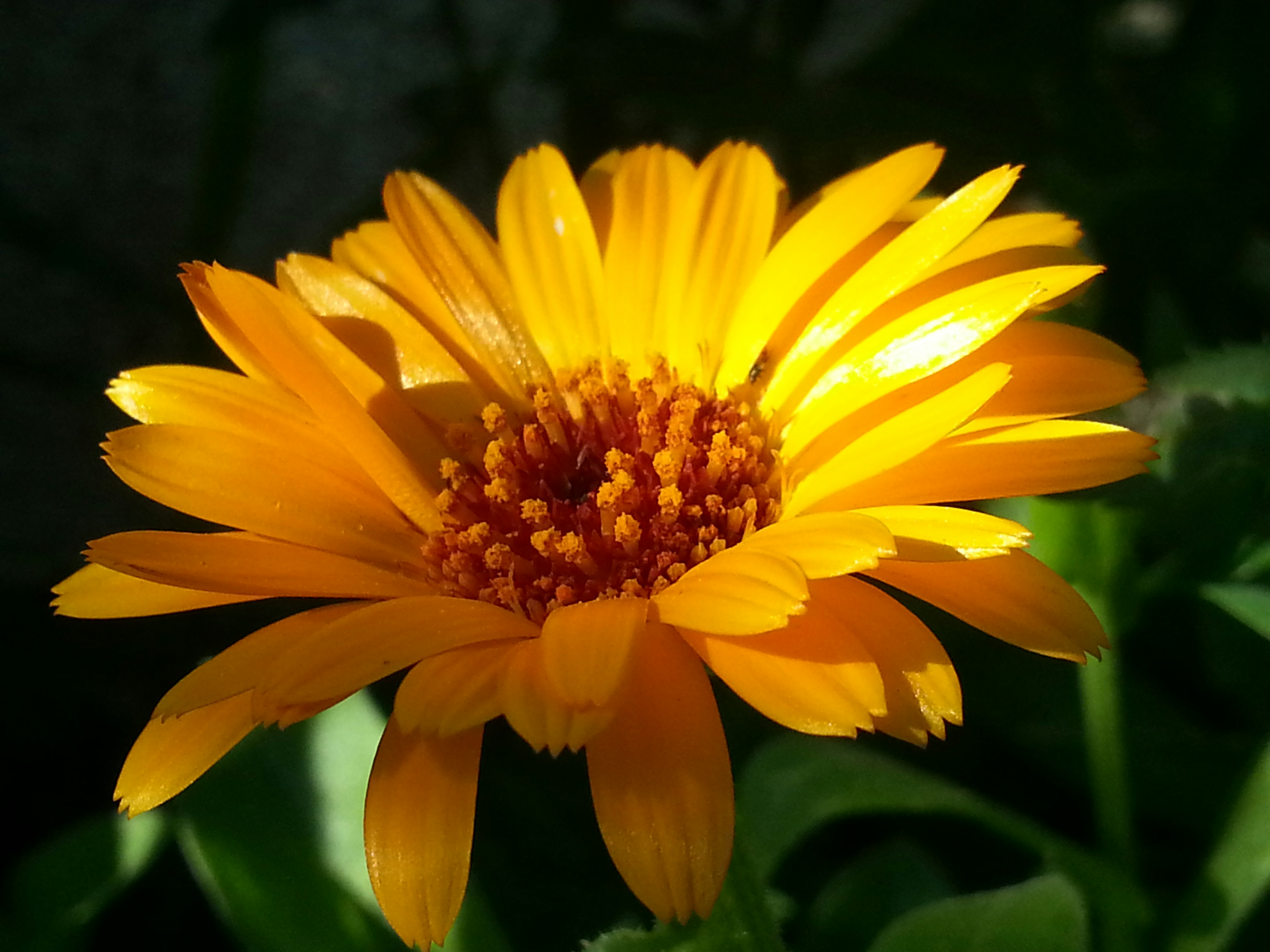 Free Unsplash photo from momena abu hamedah