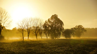 A serene Sri Lankan landscape at dawn, with soft golden light filtering through ancient trees.
