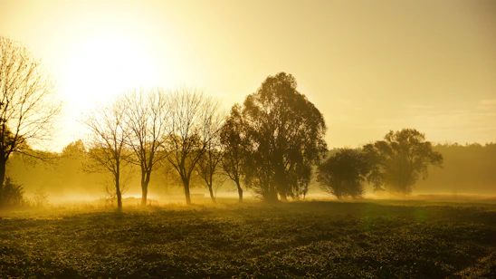 A serene Sri Lankan landscape at dawn, with soft golden light filtering through ancient trees.