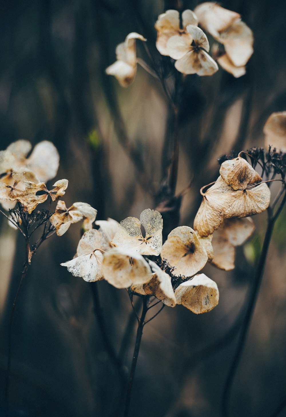 Fotografía macro de flores secas