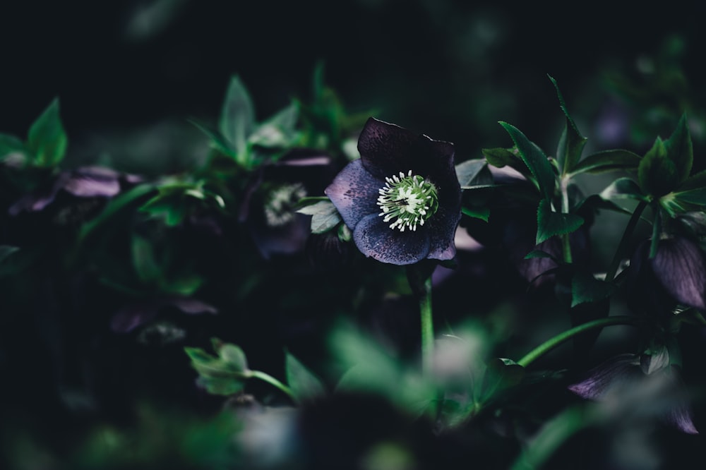 shallow focus photography of purple petaled flower