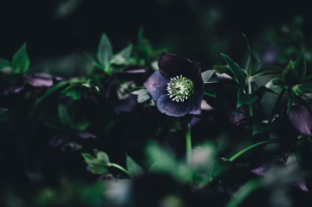 fotografia a fuoco superficiale di un fiore dai petali viola