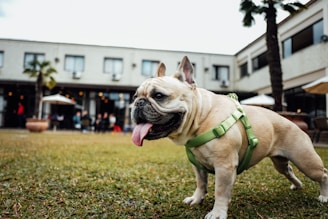 selective focus photography of adult fawn pug
