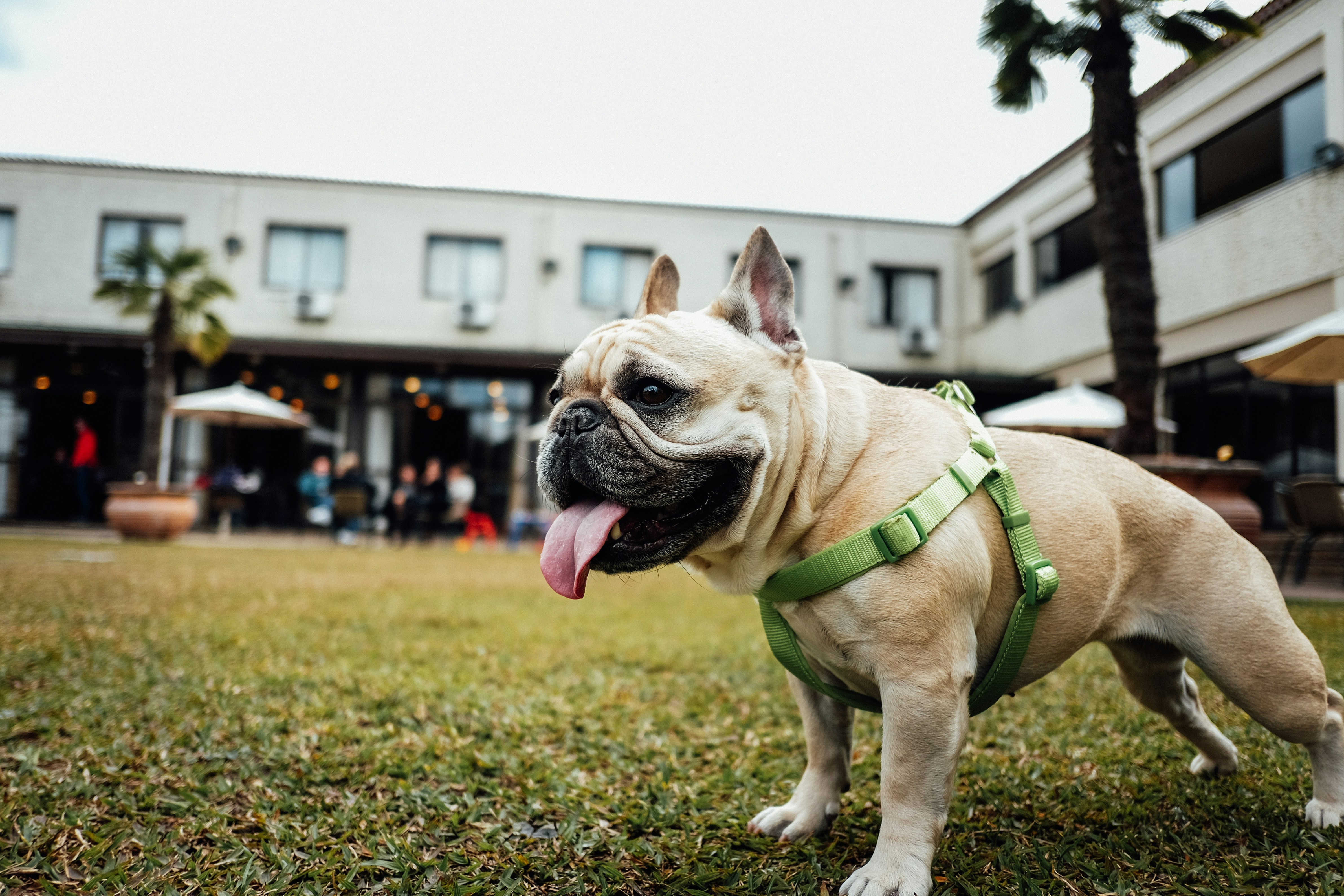 The Role of Daily Activity in Your Dog’s Well-being