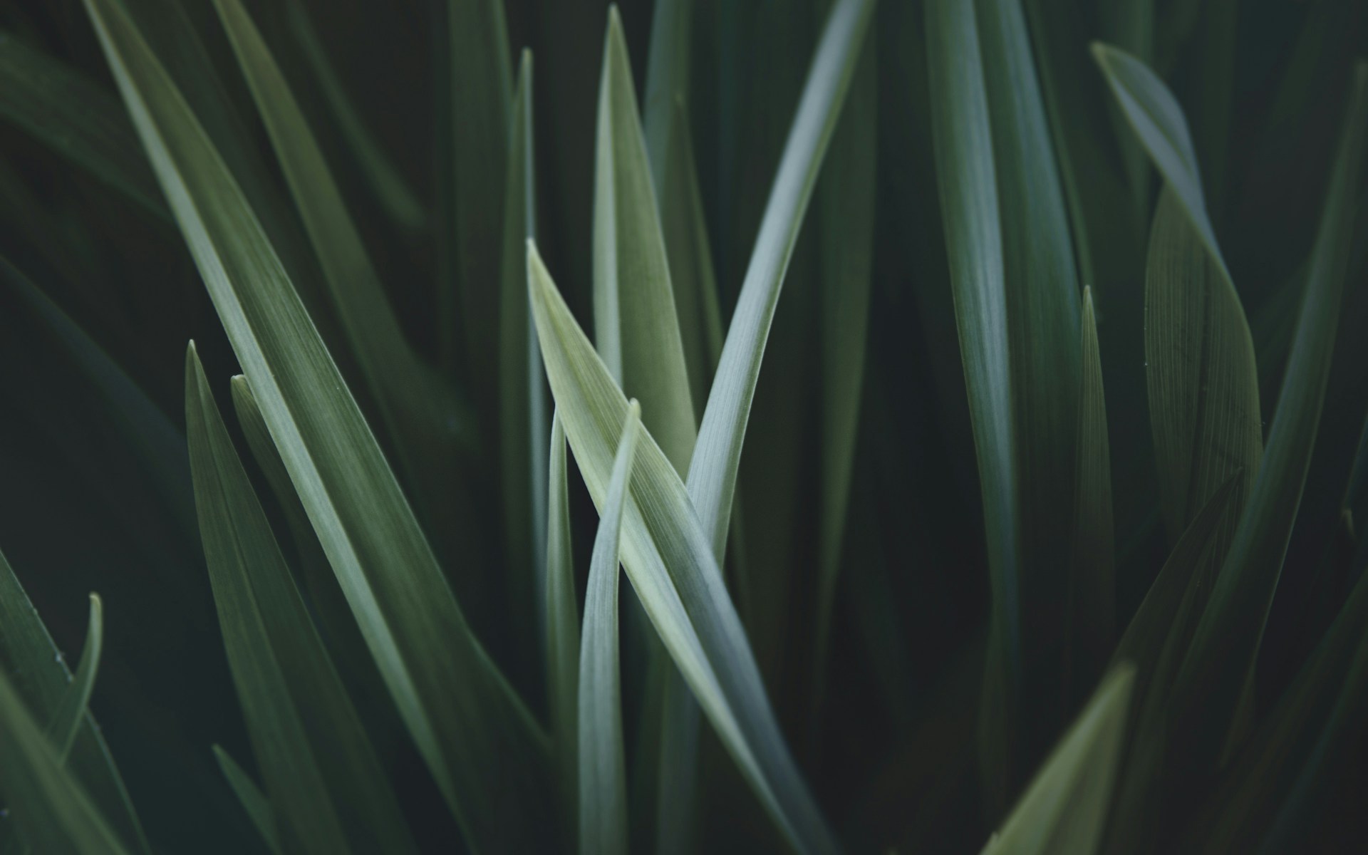 close up photo of green linear leaves
