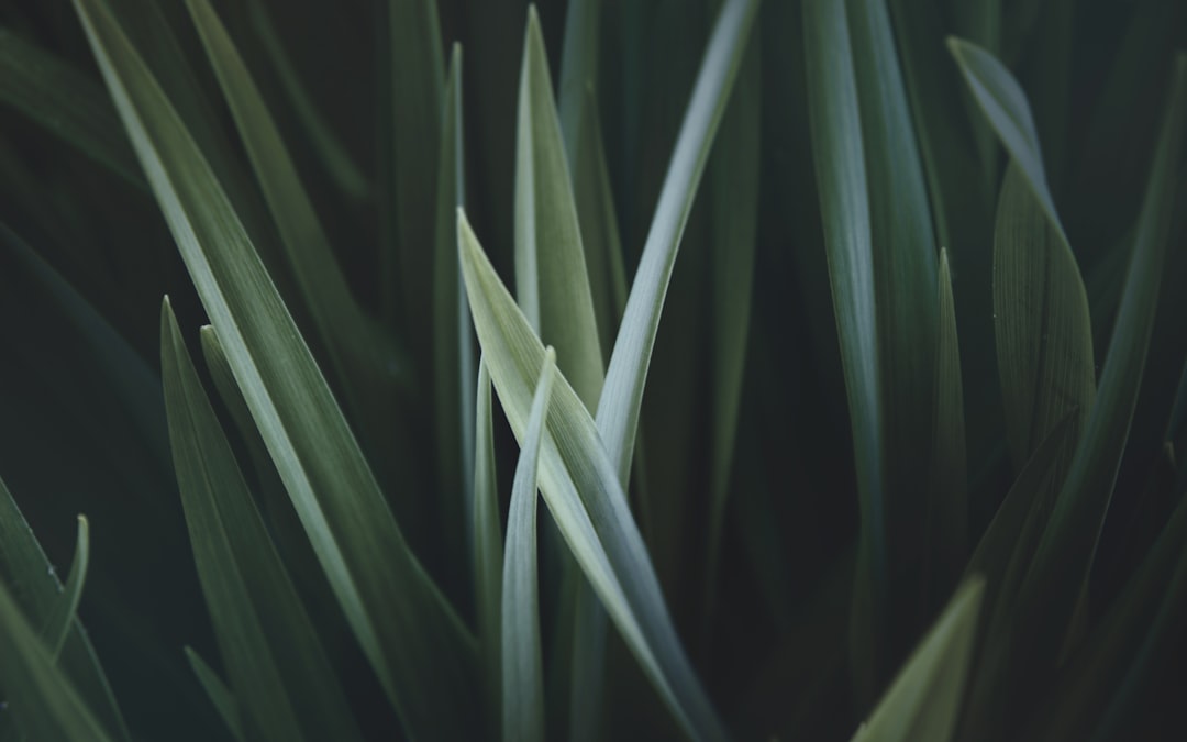 close up photo of green linear leaves