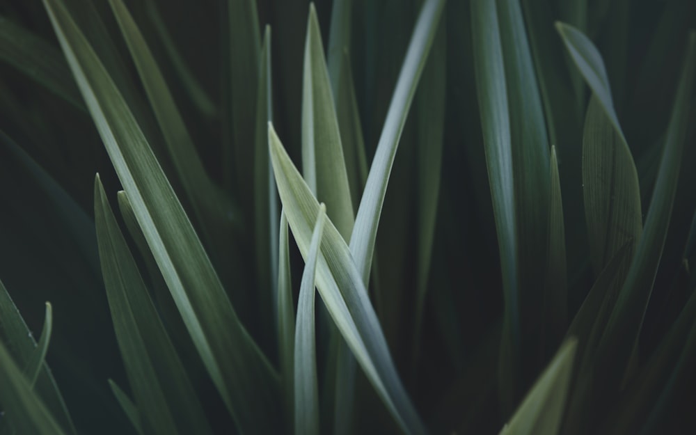 close up photo of green linear leaves
