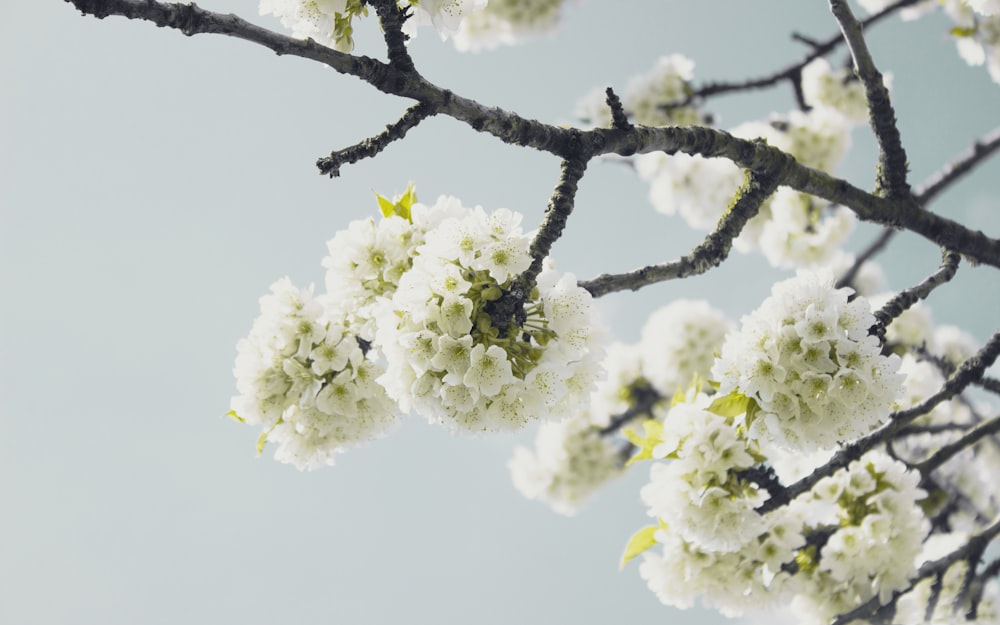 yellow petaled flower tree