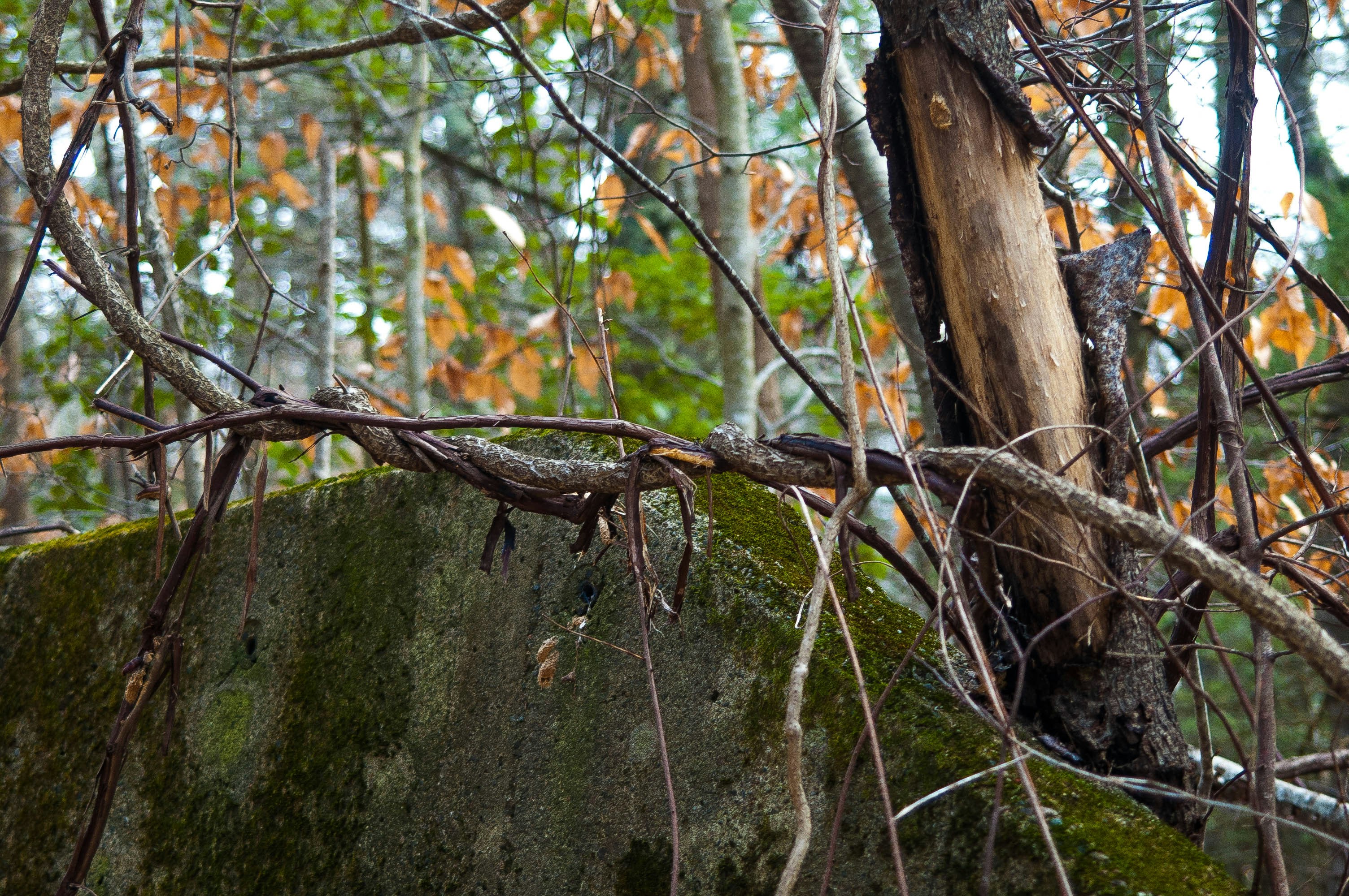 Free Unsplash photo from Andrew Loschiavo