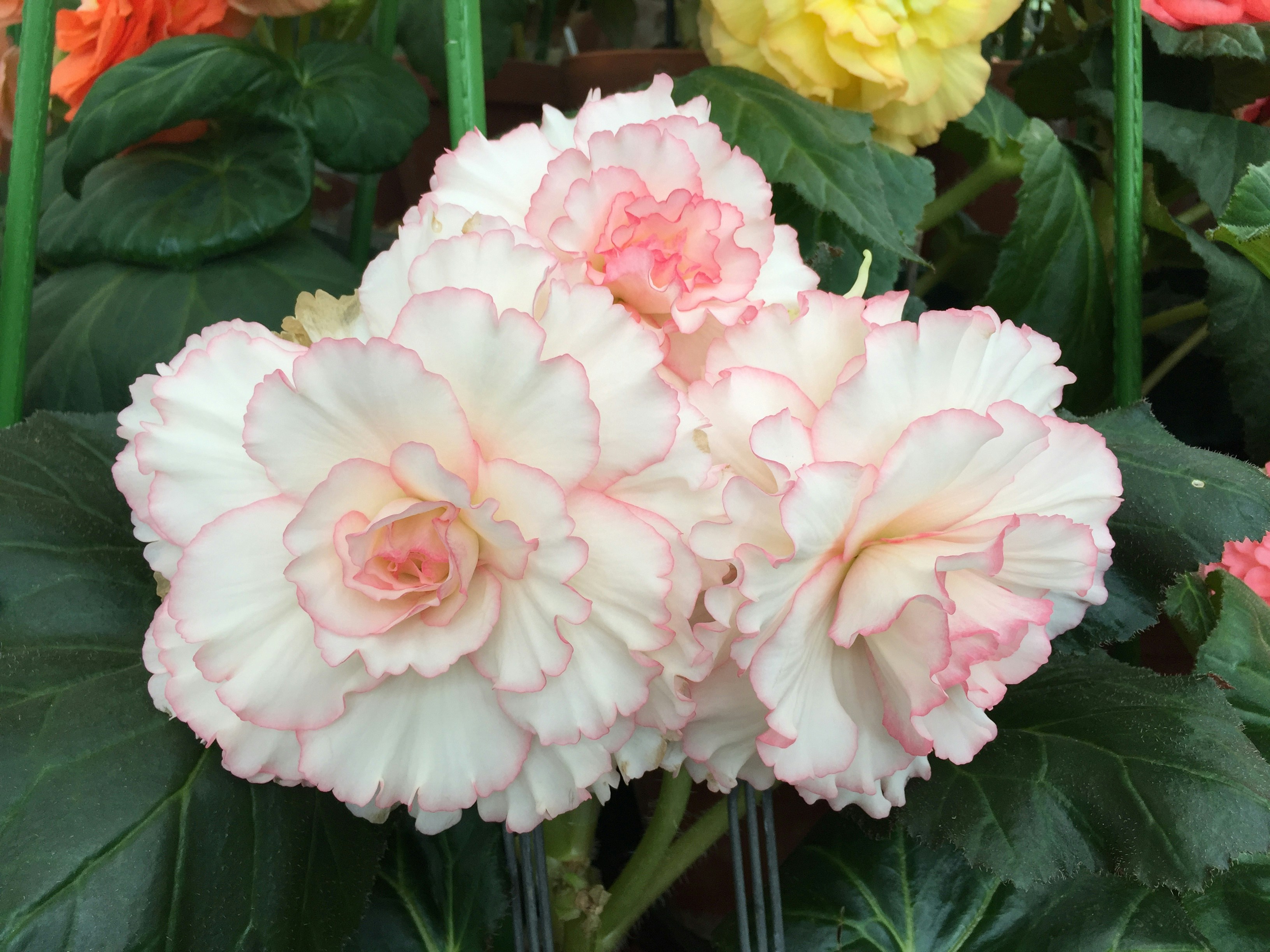 Free Unsplash photo from Tony ONeill