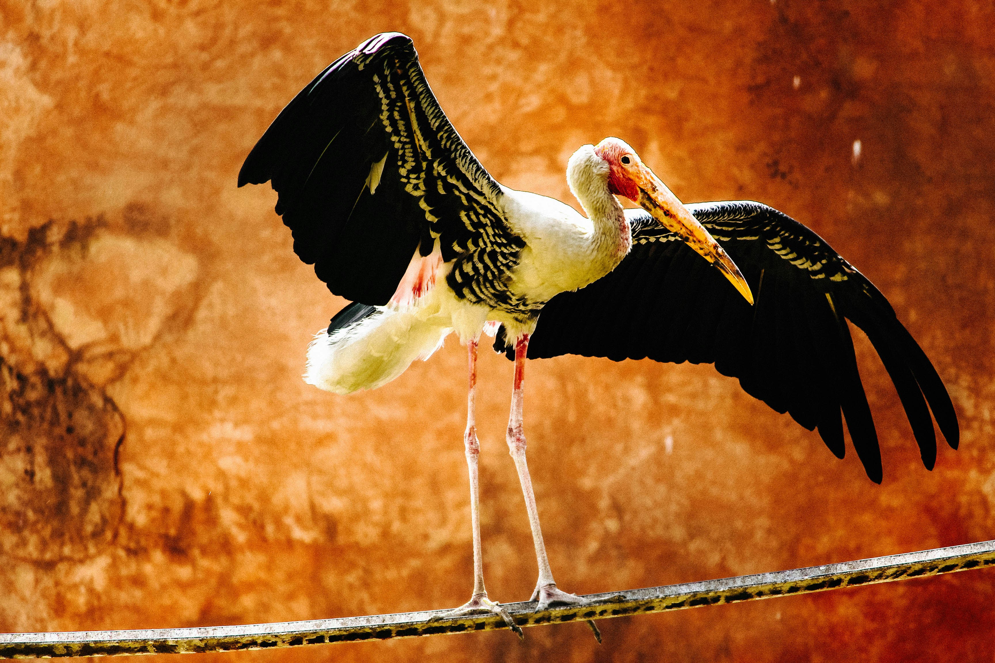 Free Unsplash photo from Yash Goyal